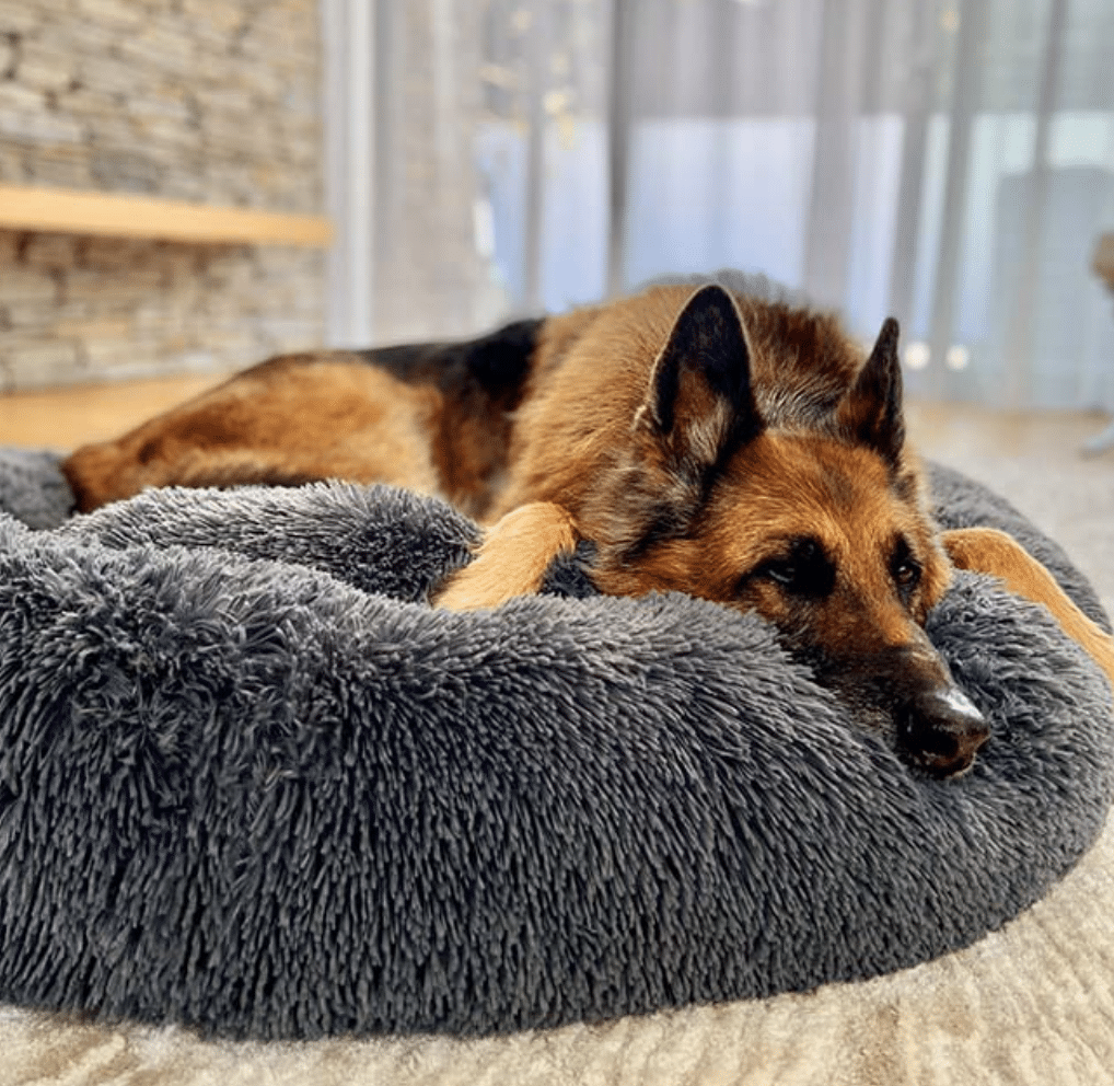 Brooklyn Dog Bed Review
