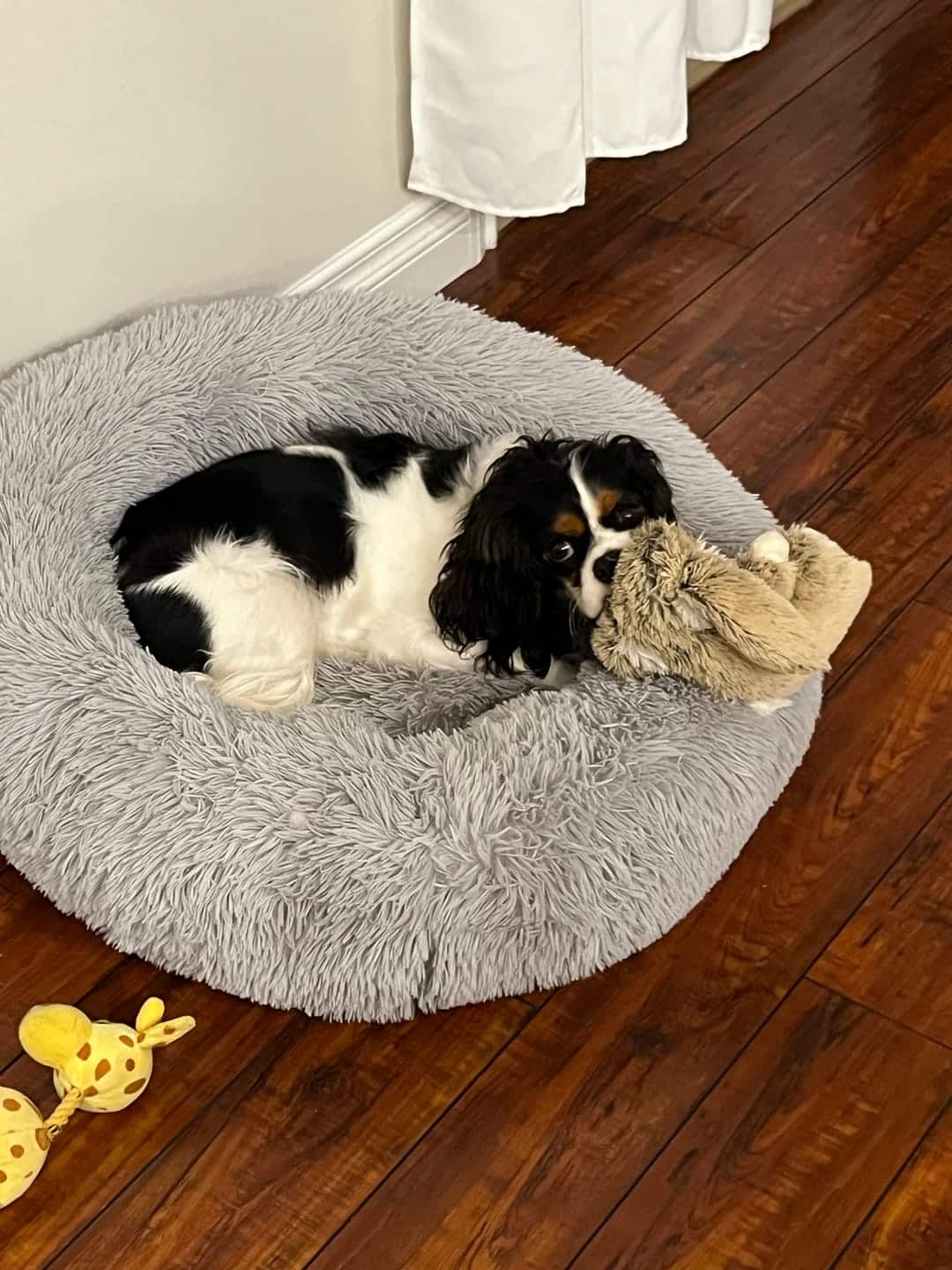 I bought Brooklyn Dog Bed