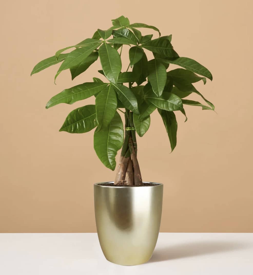 The Sill Potted Money Tree
